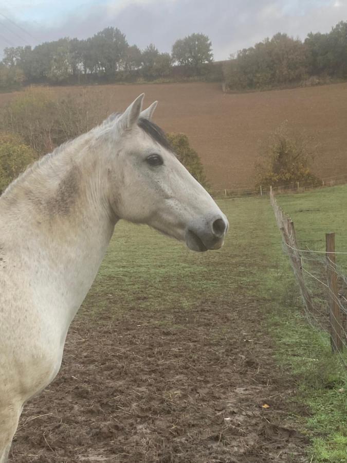 Chez Sophie - Gite Et Gite Equestre Clermont-Dessous Exterior foto
